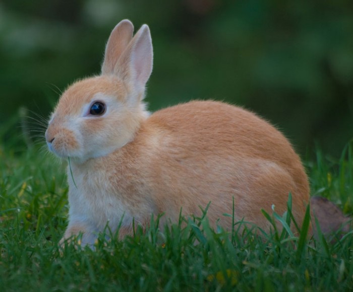 european-rabbit.jpg